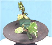 insert long pieces of ivy to top and bottom of oasis