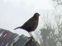 Songbird