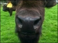 Bison