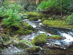 The Shimna River in Tollymore Forest Park