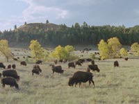 Bison