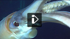 Animal diving with humboldt squid in Sea Of Cortez