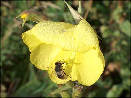 Bee on flower