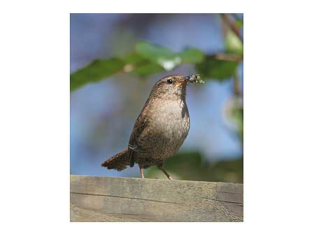 Bird and bug