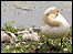Swan