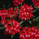Rhododendron yakushimanum, Rhododendron