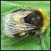 A wee bumblebee