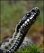 Male adder. Photo courtesy of Silviu Petrovan