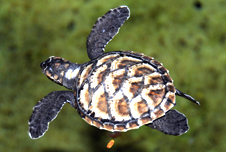 A baby turtle