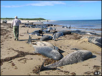 Animais encalhados