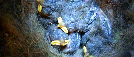 Blue Tit Webcam - Dave Charles