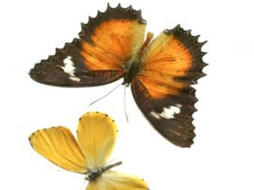 Red Lacewing Butterfly, copyright NHM.