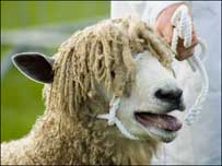 Sheep at the Three Counties Show 2007