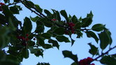 Frosted Holly... Frosted Holly...