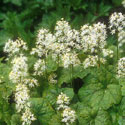 Tiarella, Foamflower