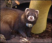 Polecat