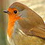 Winter Birds (Image: Robin)