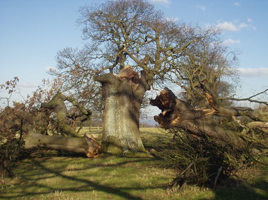 The broken trees