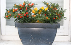 Winter pots