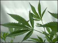 Cannabis