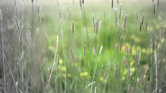 Grass
