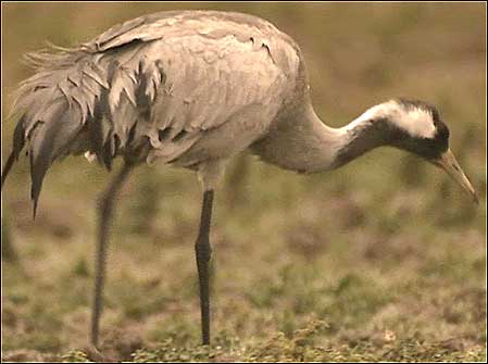 Crane