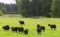 Black sheep.