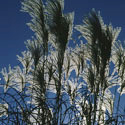 Miscanthus sinensis, Miscanthus