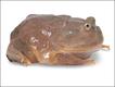 Rã de Budgett (Lepidobatrachus)