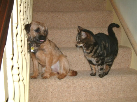 Maud and Molly the cat
