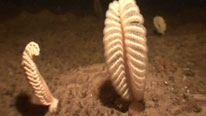 Sea pens