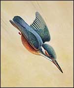 A diving Kingfisher