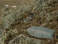 Stone spear tips