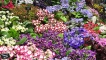 Streptocarpus