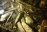 Image of the underwater timbers