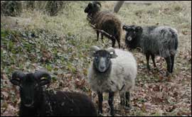 Sheep
