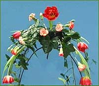 Insert arum leaves and carnations