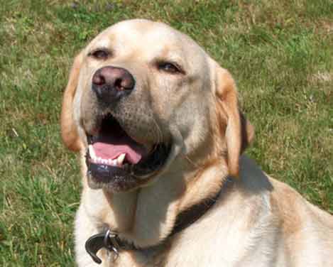 Buster