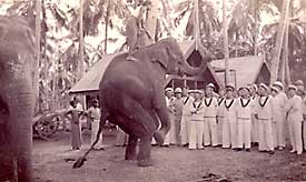 Crew of HMS Capetown  watching an elephant performing in Colombo in 1937