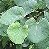 Judas tree