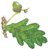 pedunculate oak