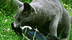 Different Examples of the Food Chain