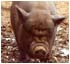 pig