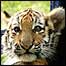 tigre