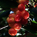 Prunus avium, Sweet Cherry