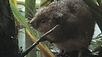 Water Vole