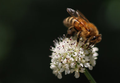 Macro wasp