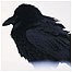 Islands Index (Image: Raven)