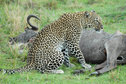Leopard in the Mara 3 Leopard in the Mara 3