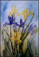 The blue and yellow iris by Meryl Simms